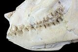 Beautiful, Oreodont (Merycoidodon) Skull - Wyoming #93751-3